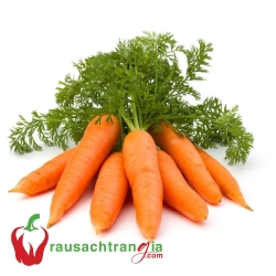 RAU SẠCH - CÀ RỐT ĐÀ LẠT