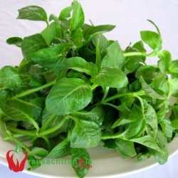 RAU RỪNG TÂY NINH - QUẾ VỊ