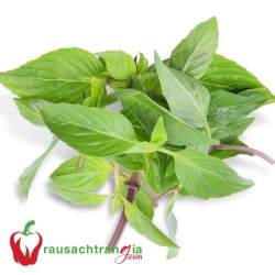 RAU SẠCH - HÚNG QUẾ