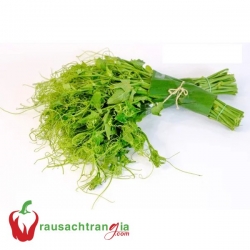 RAU SẠCH - ĐỌT SU SU
