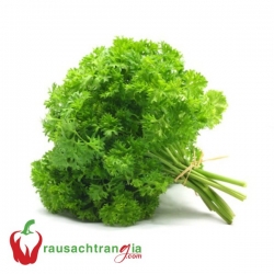 RAU SẠCH - NGÒ TÂY (Parsley)