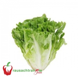 RAU SẠCH - XÀ LÁCH CAROL