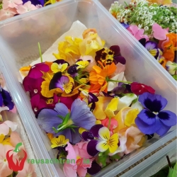 HOA DECOR - HOA ĂN ĐƯỢC