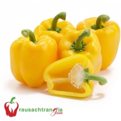 RAU SẠCH - ỚT VÀNG ĐÀ LẠT
