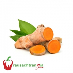 RAU SẠCH - CỦ NGHỆ