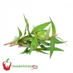RAU SẠCH - RAU RĂM