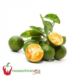 RAU SẠCH - TẮC TRÁI (QUẤT)