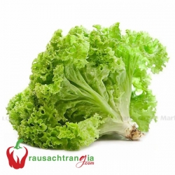 RAU SẠCH - XÀ LÁCH LO LO XANH