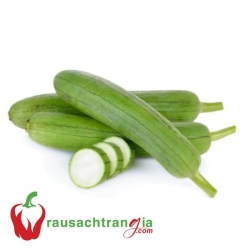 RAU SẠCH - MƯỚP HƯƠNG