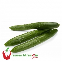 RAU SẠCH - DƯA LEO NHẬT