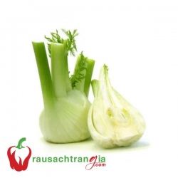 RAU SẠCH - CỦ HỒI (FENNEL)