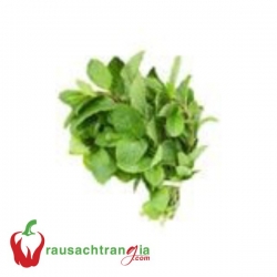 RAU SẠCH - HÚNG LỦI