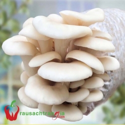 RAU SẠCH - NẤM BÀO NGƯ TRẮNG 