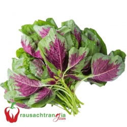 RAU SẠCH - RAU DỀN