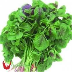 RAU SẠCH - RAU DỀN CƠM