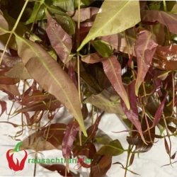 RAU RỪNG TÂY NINH - LÁ TRÂM ỔI