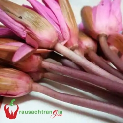 RAU SẠCH - BÔNG SÚNG