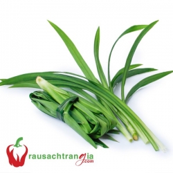 RAU SẠCH - LÁ DỨA