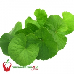 RAU SẠCH - RAU MÁ NHỎ