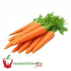 RAU SẠCH - BABY CARROT