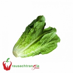 RAU SẠCH - XÀ LÁCH ROMAIN 