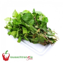 RAU SẠCH - RAU DIẾP CÁ