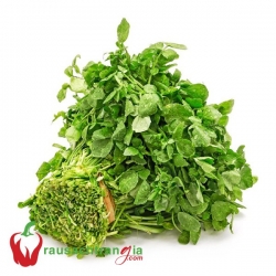 RAU SẠCH - XÀ LÁCH SON NHỎ