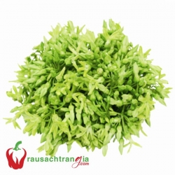 RAU SẠCH - BÔNG THIÊN LÝ