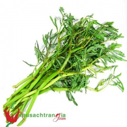 RAU SẠCH - RAU NHÚT