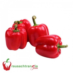 RAU SẠCH - ỚT ĐỎ ĐÀ LẠT