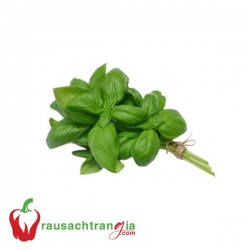 RAU SẠCH - QUẾ TÂY (Sweet Basil)