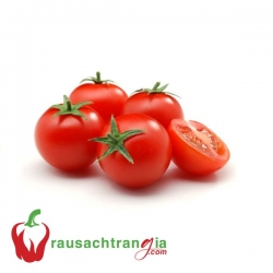 RAU SẠCH - CÀ CHUA BI