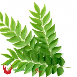 RAU SẠCH - LÁ CÀ RI ( CURRY-LEAF)
