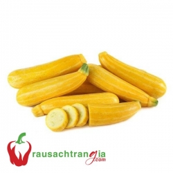 RAU SẠCH - BÍ NGÒI VÀNG