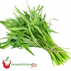 RAU SẠCH - RAU MUỐNG