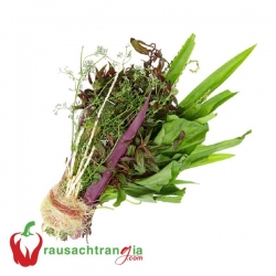 RAU SẠCH - RAU NƯỚC MÁT