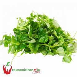 RAU SẠCH - RAU CÀNG CUA