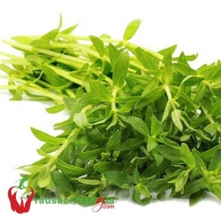 RAU SẠCH - RAU ÔM