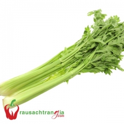 RAU SẠCH - CẦN TÂY