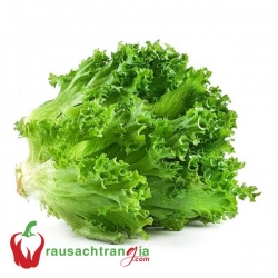RAU SẠCH - XÀ LÁCH CRISPY