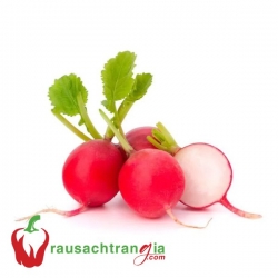 RAU SẠCH - RADISH - CỦ CẢI ĐỎ