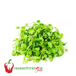 RAU SẠCH - XÀ LÁCH SON NHỎ