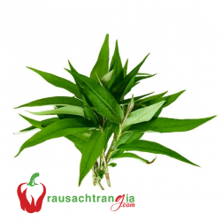 RAU SẠCH - RAU RĂM