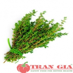 RAU SẠCH - THYME - XẠ HƯƠNG