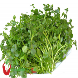 RAU SẠCH - XÀ LÁCH SON NHỎ